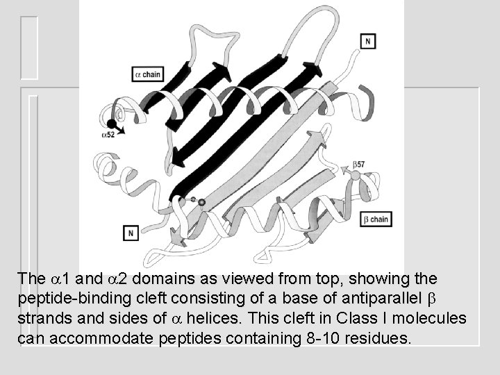 The 1 and 2 domains as viewed from top, showing the peptide-binding cleft consisting