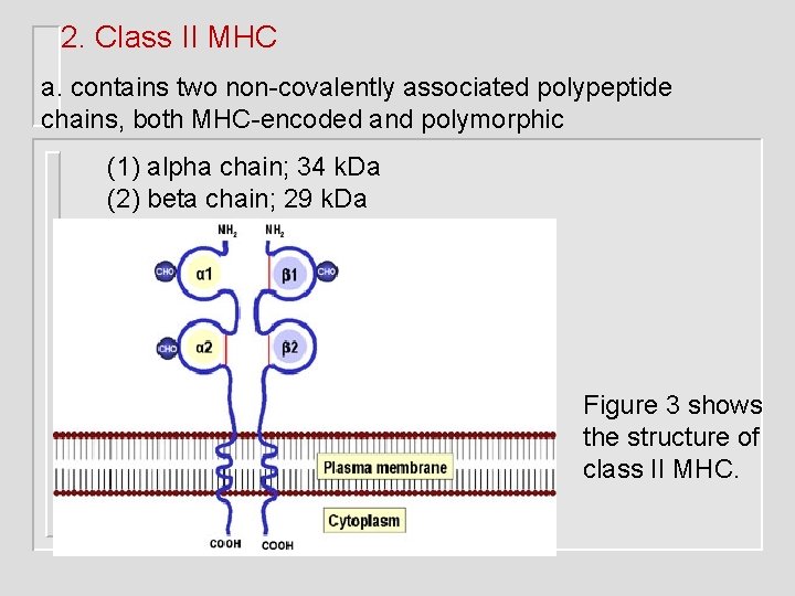 2. Class II MHC a. contains two non-covalently associated polypeptide chains, both MHC-encoded and