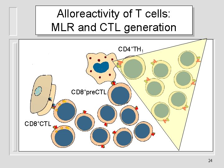 Alloreactivity of T cells: MLR and CTL generation CD 4+TH 1 CD 8+pre. CTL