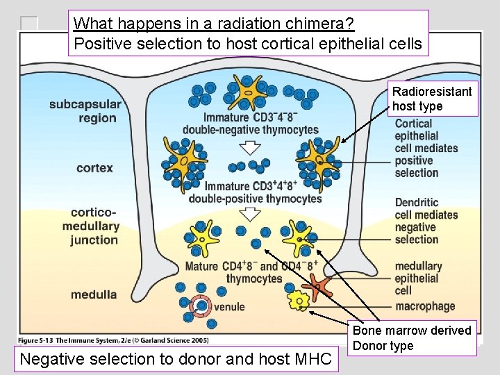 What happens in a radiation chimera? Positive selection to host cortical epithelial cells Figure