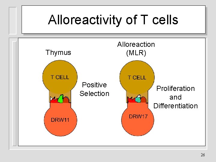 Alloreactivity of T cells Alloreaction (MLR) Thymus Positive Selection Proliferation and Differentiation 26 