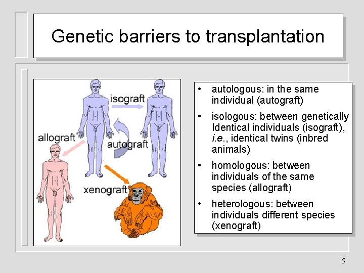 Genetic barriers to transplantation • autologous: in the same individual (autograft) • isologous: between
