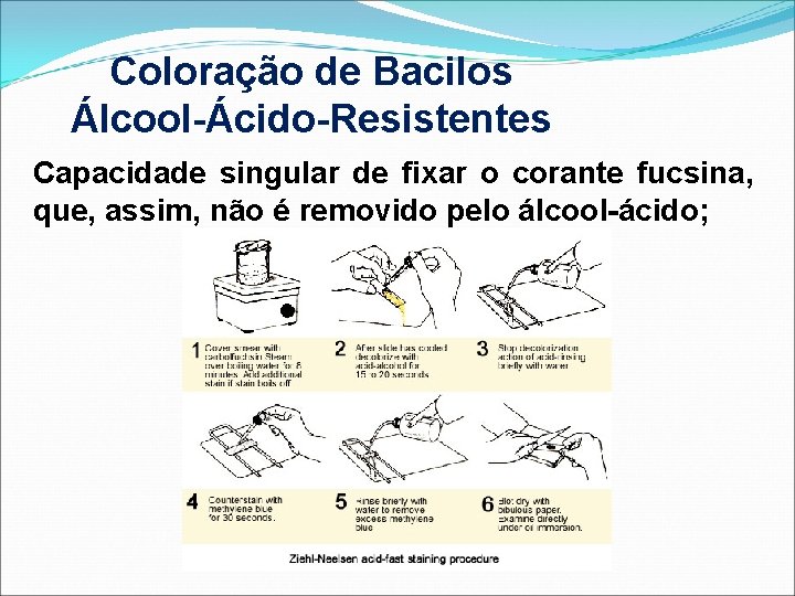 Coloração de Bacilos Álcool-Ácido-Resistentes Capacidade singular de fixar o corante fucsina, que, assim, não