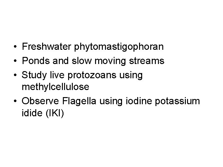  • Freshwater phytomastigophoran • Ponds and slow moving streams • Study live protozoans