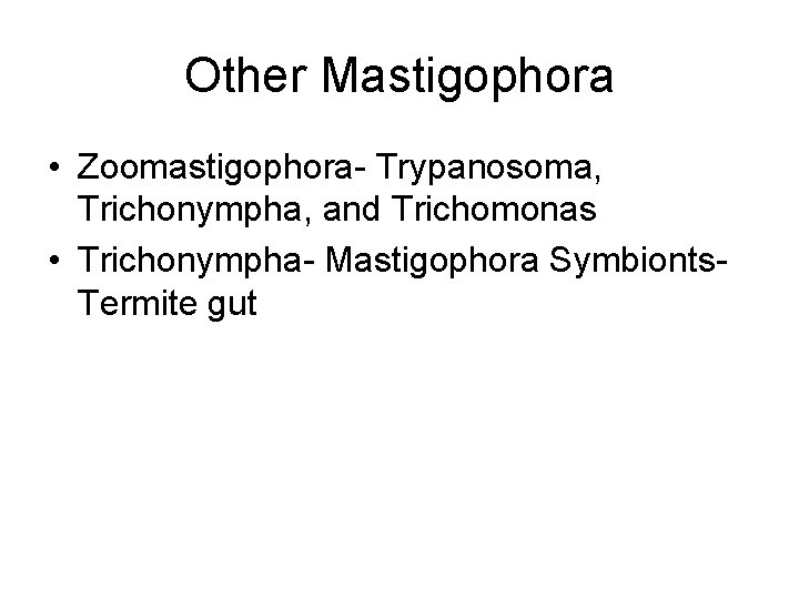 Other Mastigophora • Zoomastigophora- Trypanosoma, Trichonympha, and Trichomonas • Trichonympha- Mastigophora Symbionts. Termite gut