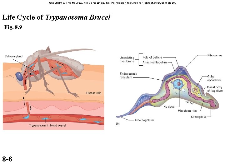 Copyright © The Mc. Graw-Hill Companies, Inc. Permission required for reproduction or display. Life