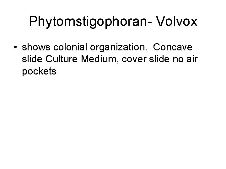 Phytomstigophoran- Volvox • shows colonial organization. Concave slide Culture Medium, cover slide no air