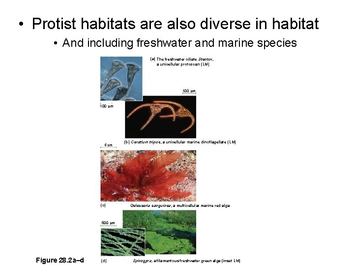  • Protist habitats are also diverse in habitat • And including freshwater and