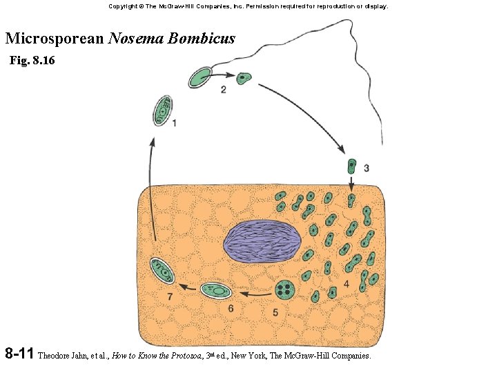 Copyright © The Mc. Graw-Hill Companies, Inc. Permission required for reproduction or display. Microsporean