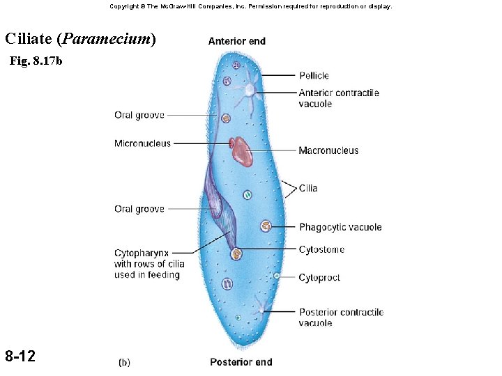 Copyright © The Mc. Graw-Hill Companies, Inc. Permission required for reproduction or display. Ciliate