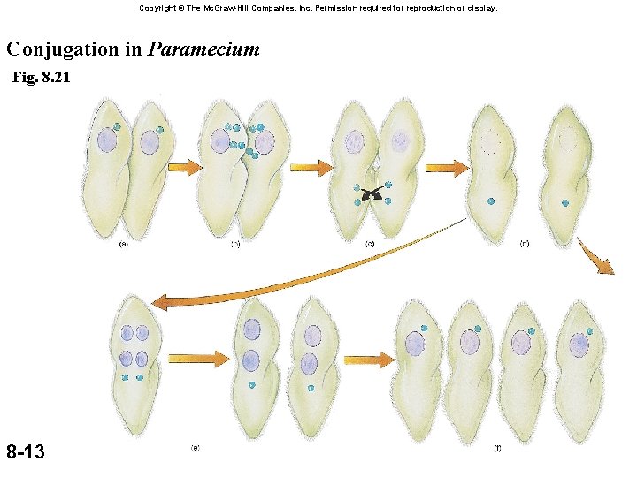 Copyright © The Mc. Graw-Hill Companies, Inc. Permission required for reproduction or display. Conjugation