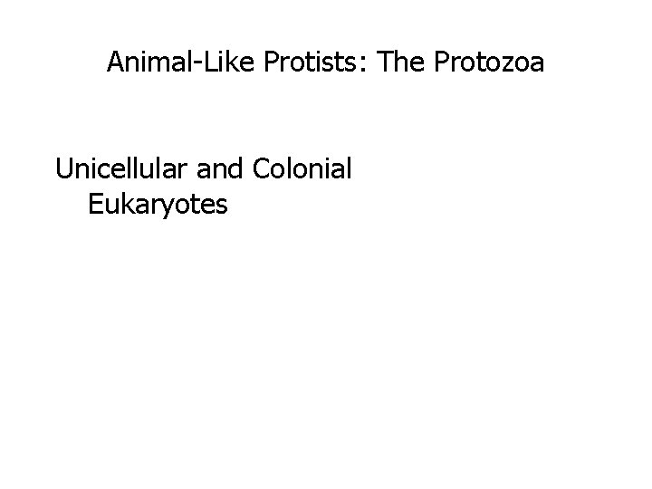 Animal-Like Protists: The Protozoa Unicellular and Colonial Eukaryotes 