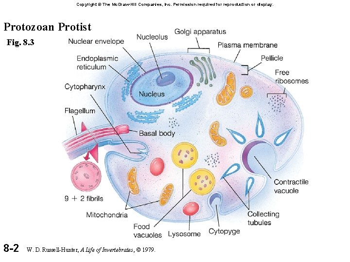 Copyright © The Mc. Graw-Hill Companies, Inc. Permission required for reproduction or display. Protozoan