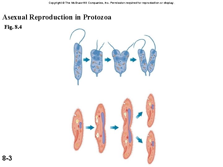 Copyright © The Mc. Graw-Hill Companies, Inc. Permission required for reproduction or display. Asexual