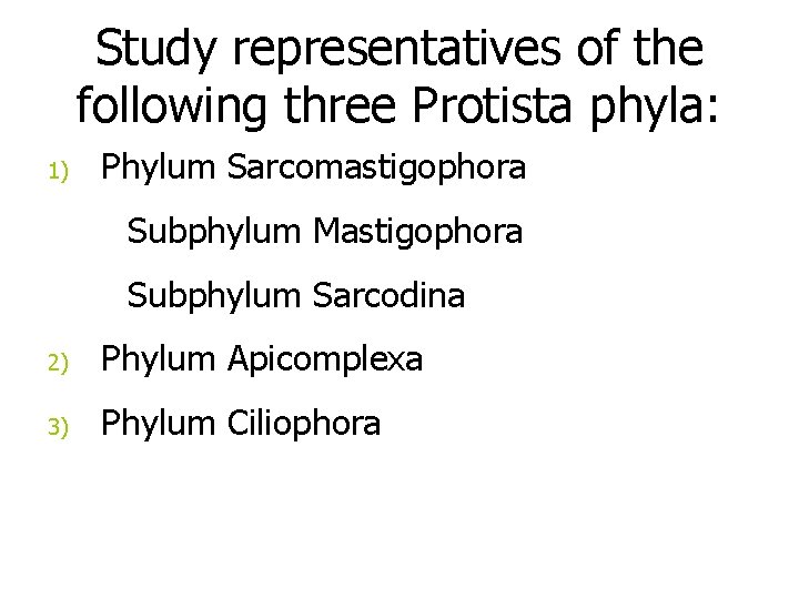 Study representatives of the following three Protista phyla: 1) Phylum Sarcomastigophora Subphylum Mastigophora Subphylum