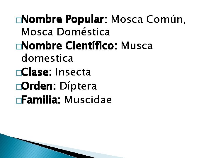 �Nombre Popular: Mosca Común, Mosca Doméstica �Nombre Científico: Musca domestica �Clase: Insecta �Orden: Díptera