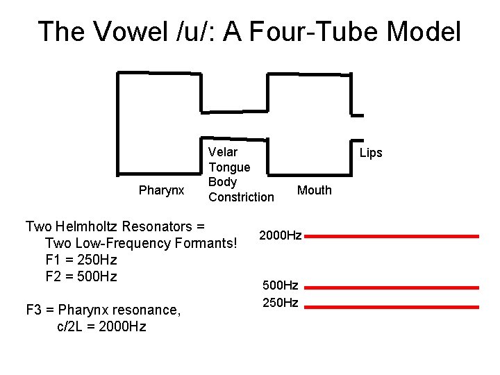 The Vowel /u/: A Four-Tube Model Pharynx Velar Tongue Body Constriction Two Helmholtz Resonators
