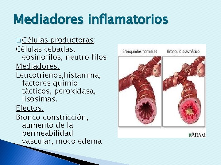 Mediadores inflamatorios � Células productoras: Células cebadas, eosinofilos, neutro filos Mediadores: Leucotrienos, histamina, factores