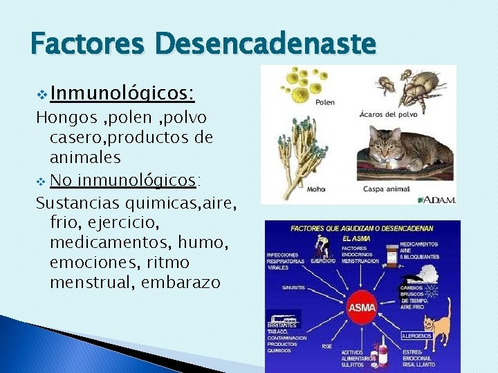 Factores Desencadenaste v Inmunológicos: Hongos , polen , polvo casero, productos de animales v
