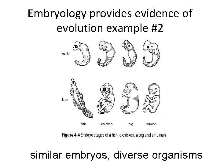 Embryology provides evidence of evolution example #2 similar embryos, diverse organisms 