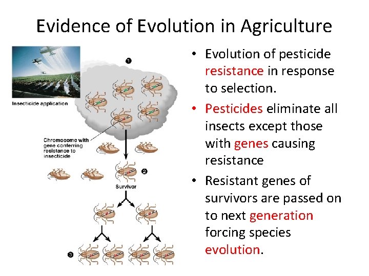 Evidence of Evolution in Agriculture • Evolution of pesticide resistance in response to selection.