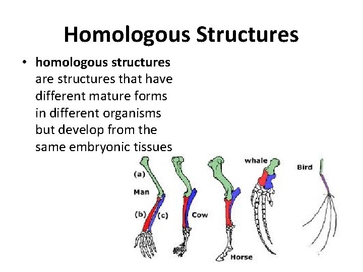 Homologous Structures • homologous structures are structures that have different mature forms in different