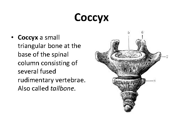Coccyx • Coccyx a small triangular bone at the base of the spinal column