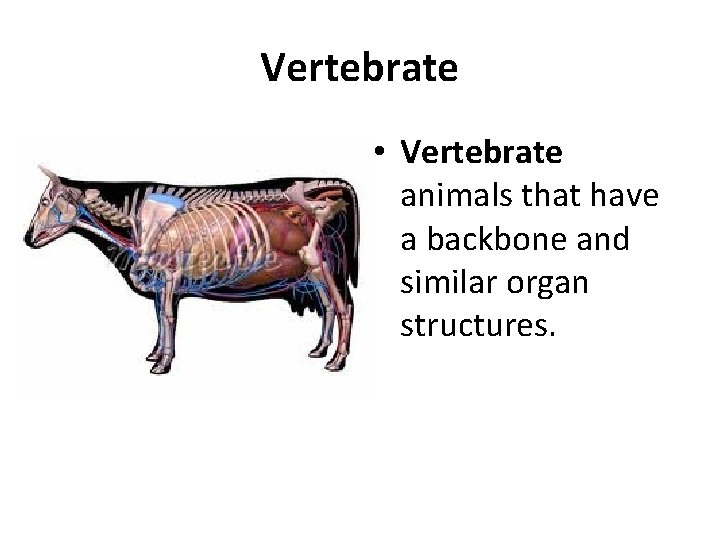 Vertebrate • Vertebrate animals that have a backbone and similar organ structures. 