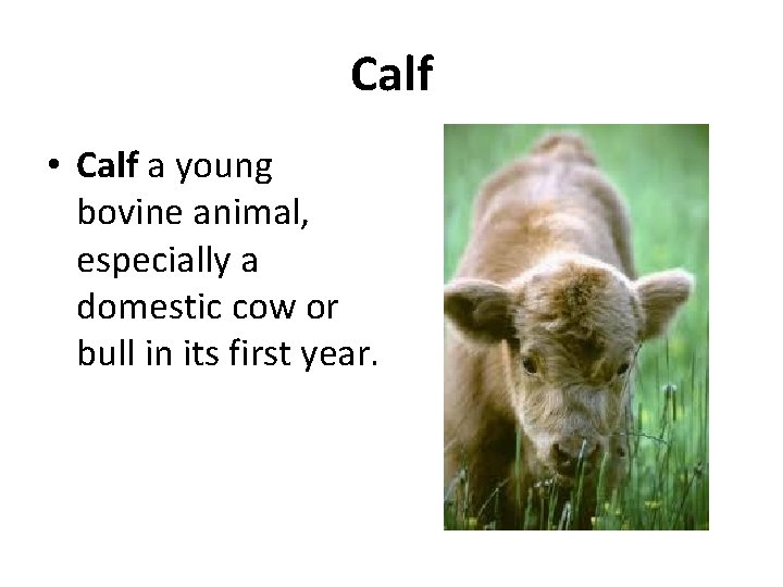 Calf • Calf a young bovine animal, especially a domestic cow or bull in