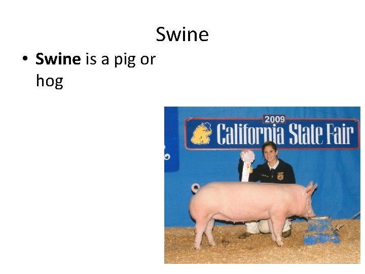 Swine • Swine is a pig or hog 