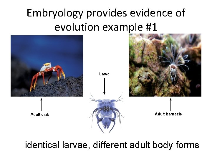 Embryology provides evidence of evolution example #1 Larva Adult crab Adult barnacle identical larvae,