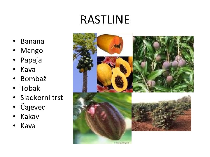 RASTLINE • • • Banana Mango Papaja Kava Bombaž Tobak Sladkorni trst Čajevec Kakav RASTLINE • • • Banana Mango Papaja Kava Bombaž Tobak Sladkorni trst Čajevec Kakav