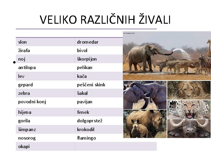 VELIKO RAZLIČNIH ŽIVALI slon dromedar žirafa bivol noj škorpijon • antilopa pelikan lev kača VELIKO RAZLIČNIH ŽIVALI slon dromedar žirafa bivol noj škorpijon • antilopa pelikan lev kača