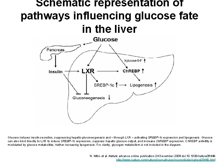 Schematic representation of pathways influencing glucose fate in the liver Glucose induces insulin secretion,