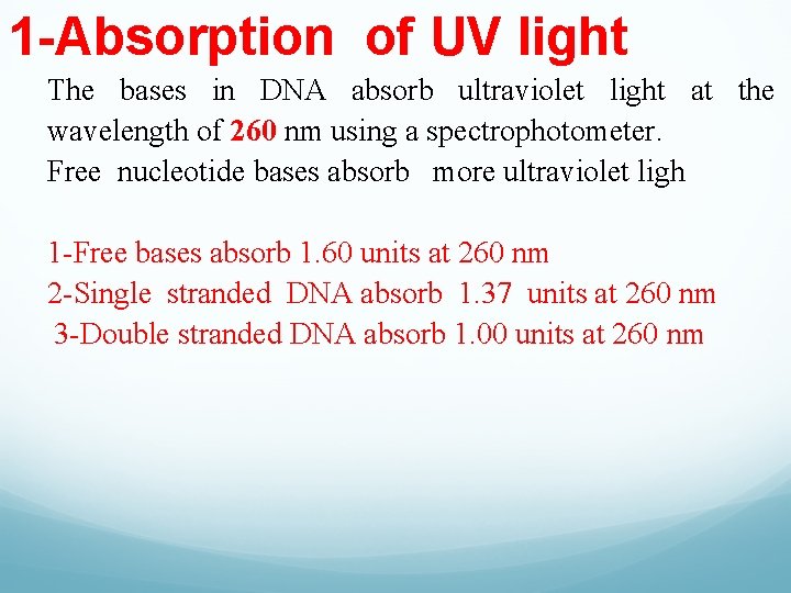 1 -Absorption of UV light The bases in DNA absorb ultraviolet light at the