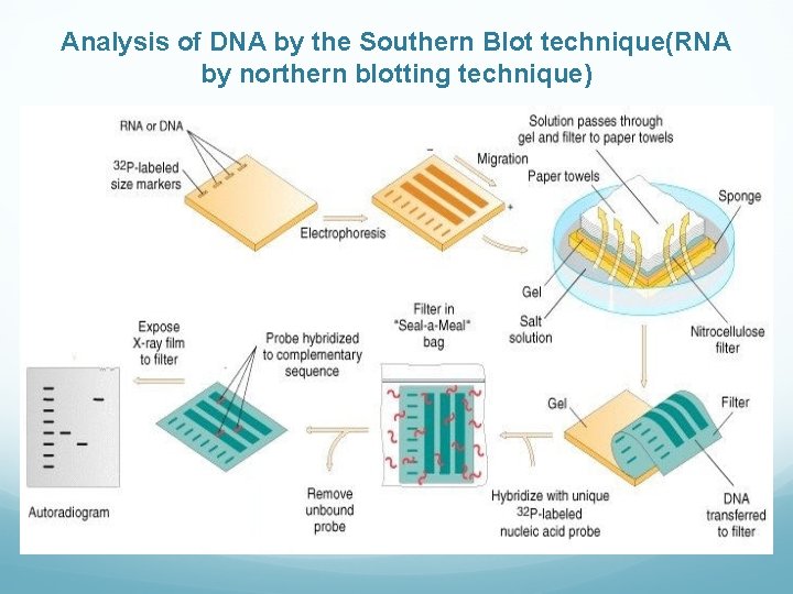 Analysis of DNA by the Southern Blot technique(RNA by northern blotting technique) 
