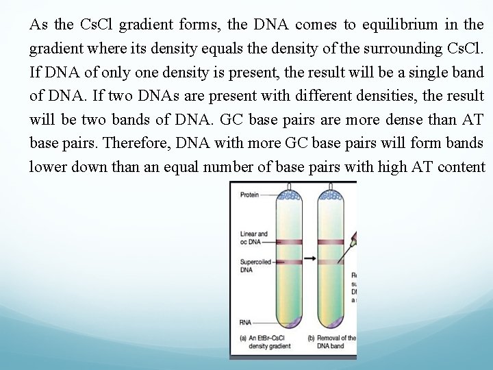 As the Cs. Cl gradient forms, the DNA comes to equilibrium in the gradient