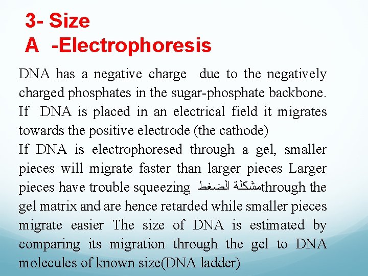 3 - Size A -Electrophoresis DNA has a negative charge due to the negatively