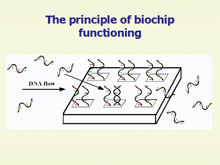 The principle of biochip functioning 