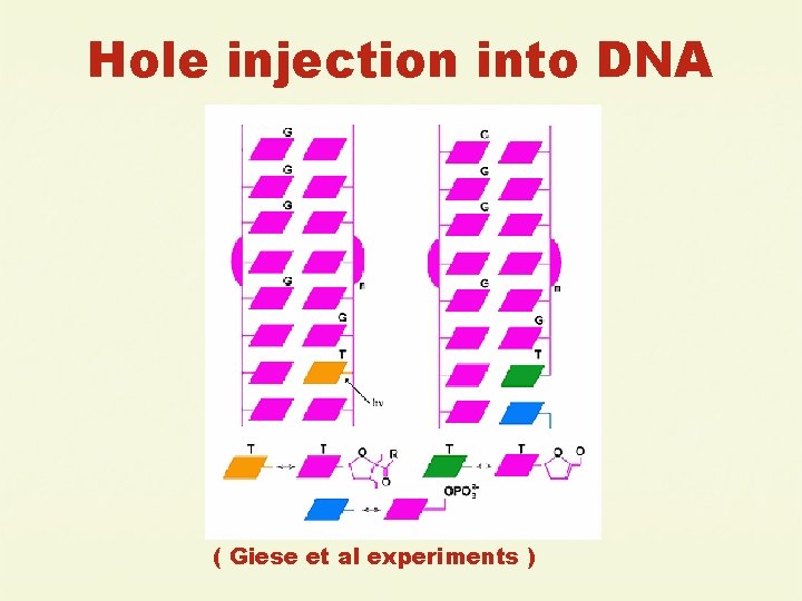 Hole injection into DNA ( Giese et al experiments ) 