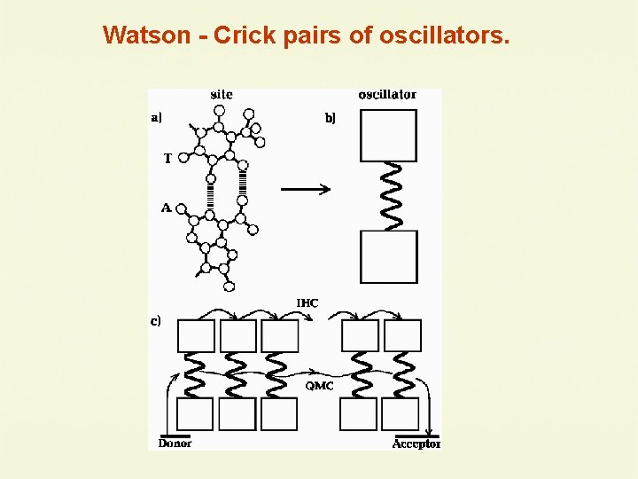 Watson - Crick pairs of oscillators. 