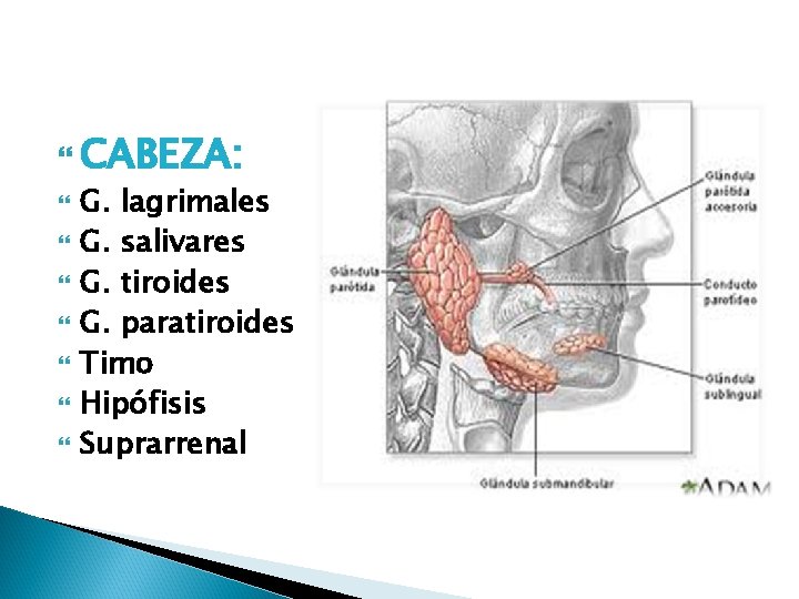  CABEZA: G. lagrimales G. salivares G. tiroides G. paratiroides Timo Hipófisis Suprarrenal 