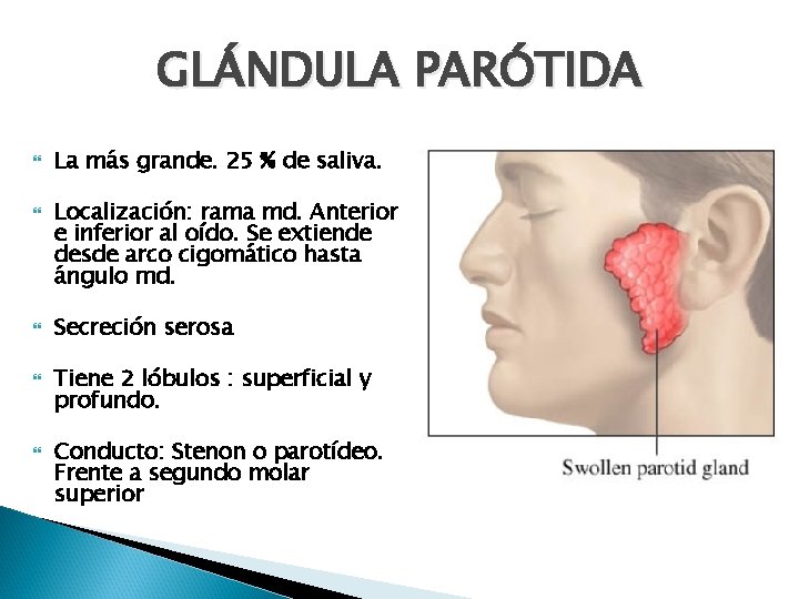 GLÁNDULA PARÓTIDA La más grande. 25 % de saliva. Localización: rama md. Anterior e