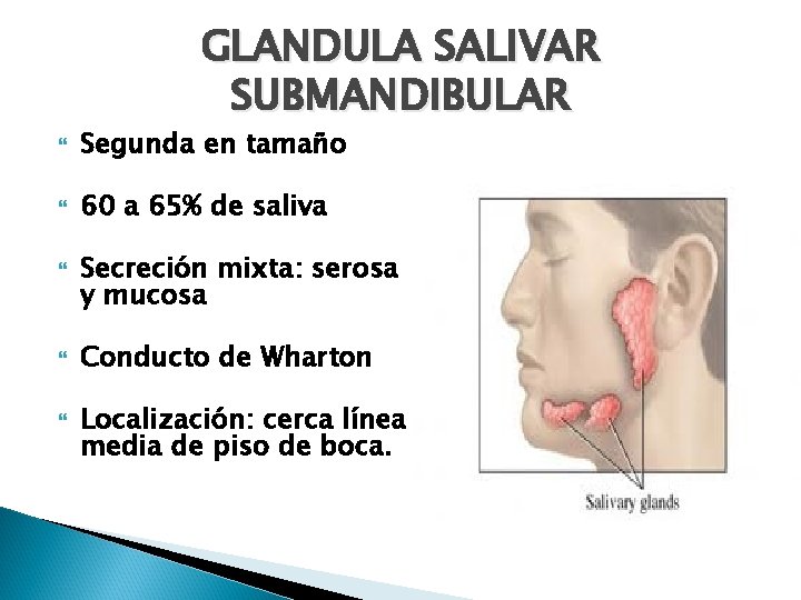 GLANDULA SALIVAR SUBMANDIBULAR Segunda en tamaño 60 a 65% de saliva Secreción mixta: serosa