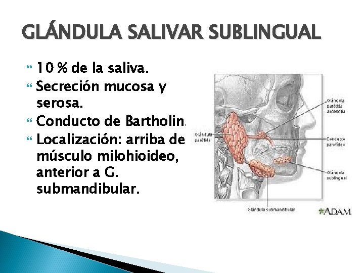 GLÁNDULA SALIVAR SUBLINGUAL 10 % de la saliva. Secreción mucosa y serosa. Conducto de