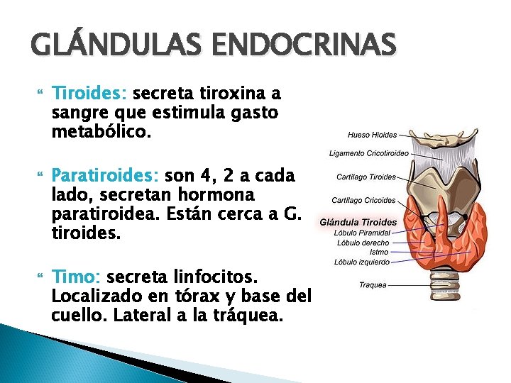 GLÁNDULAS ENDOCRINAS Tiroides: secreta tiroxina a sangre que estimula gasto metabólico. Paratiroides: son 4,