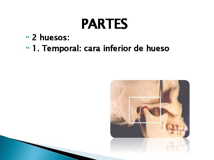 PARTES 2 huesos: 1. Temporal: cara inferior de hueso 