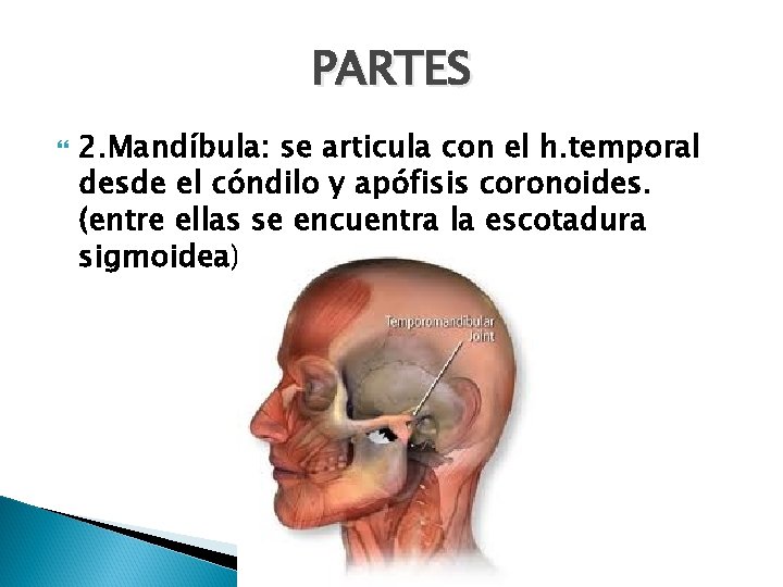 PARTES 2. Mandíbula: se articula con el h. temporal desde el cóndilo y apófisis