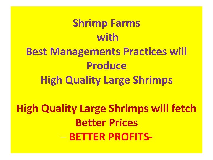 Shrimp Farms with Best Managements Practices will Produce High Quality Large Shrimps will fetch