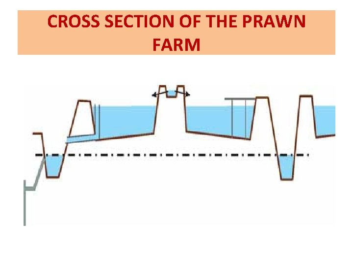 CROSS SECTION OF THE PRAWN FARM 